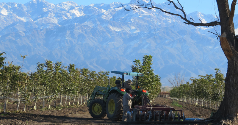 Frutos secos: consumo en ascenso en una economía global casi paralizada